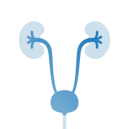 bladder