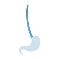 esophagus